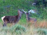 Natural History Deer in Glen Etive by Ian McRae : lps